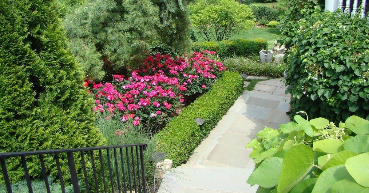 20 Knockout Roses In Cottage Garden Ideas You Should Check Sharonsable 