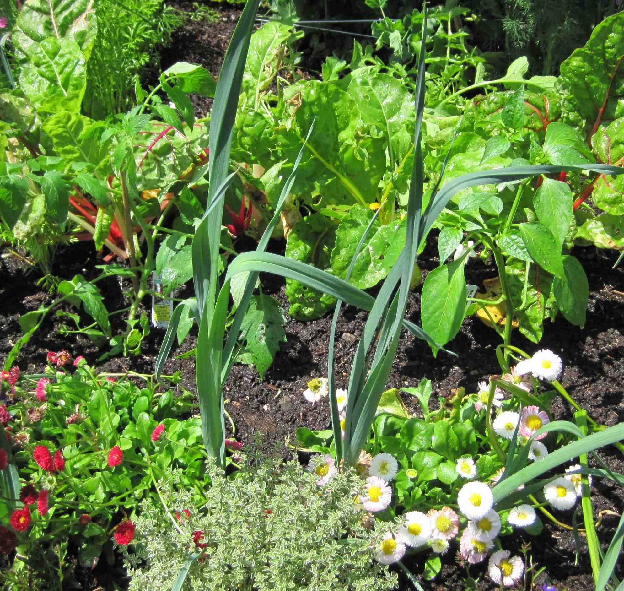 20 Spring Vegetable Gardening Ideas You Cannot Miss | SharonSable