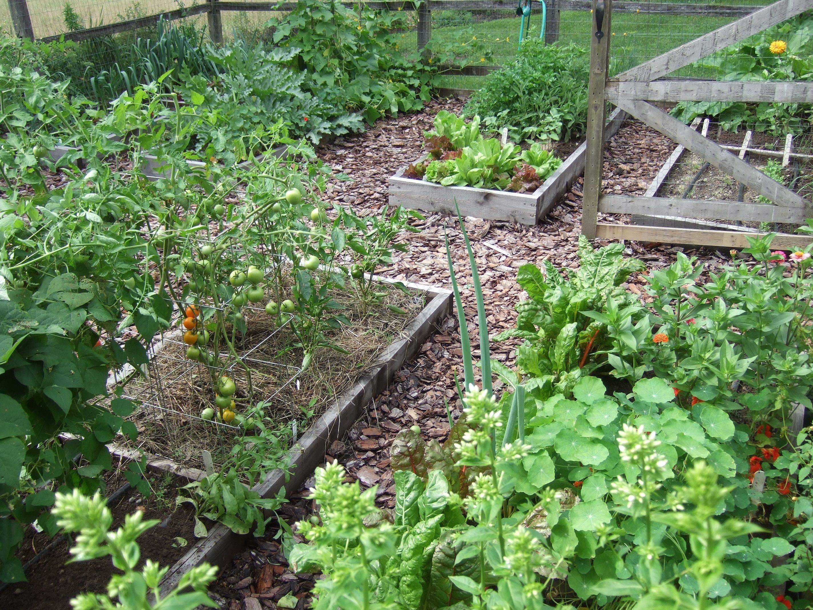 18 Family Vegetable Garden Ideas Worth to Check | SharonSable