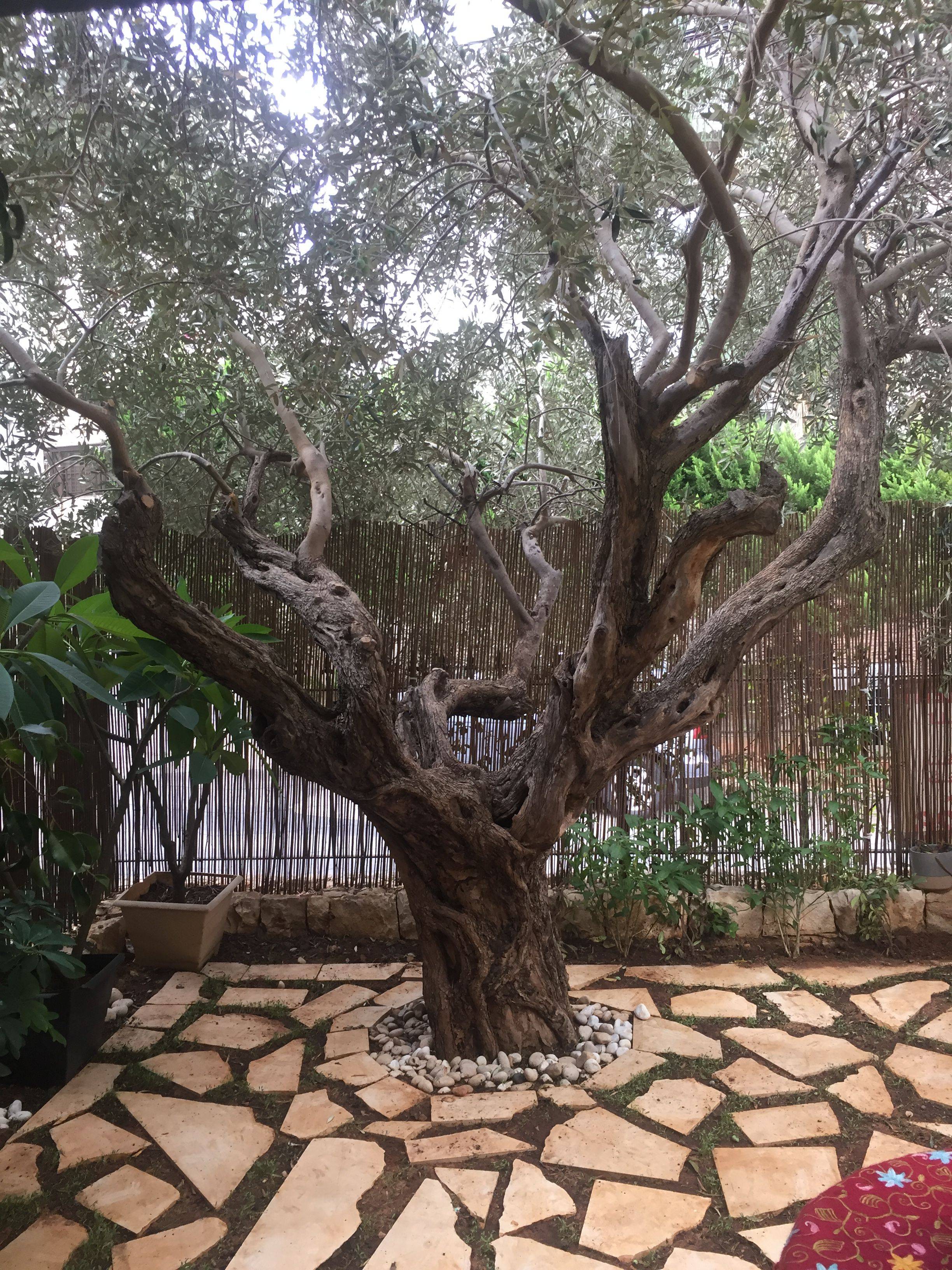 19 Olive Tree Garden Ideas You Should Check Sharonsable 4350