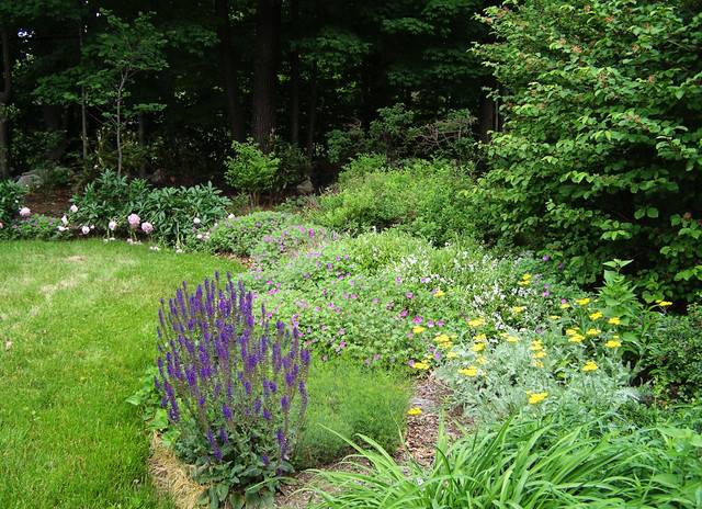 21 New England Perennial Garden Ideas You Cannot Miss | SharonSable