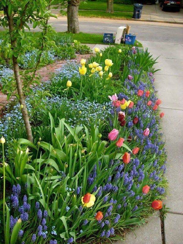 An Amazing Bulb Garden