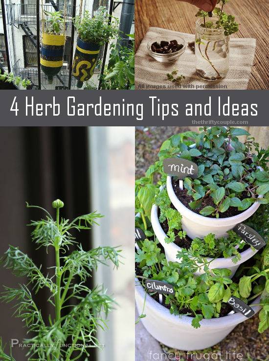 20 Gardening Tips And Ideas You Should Check Sharonsable 8819