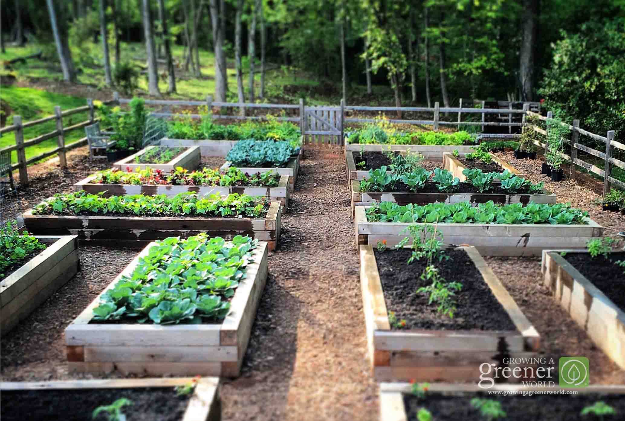 Simple Raised Vegetable Garden Bed Ideas