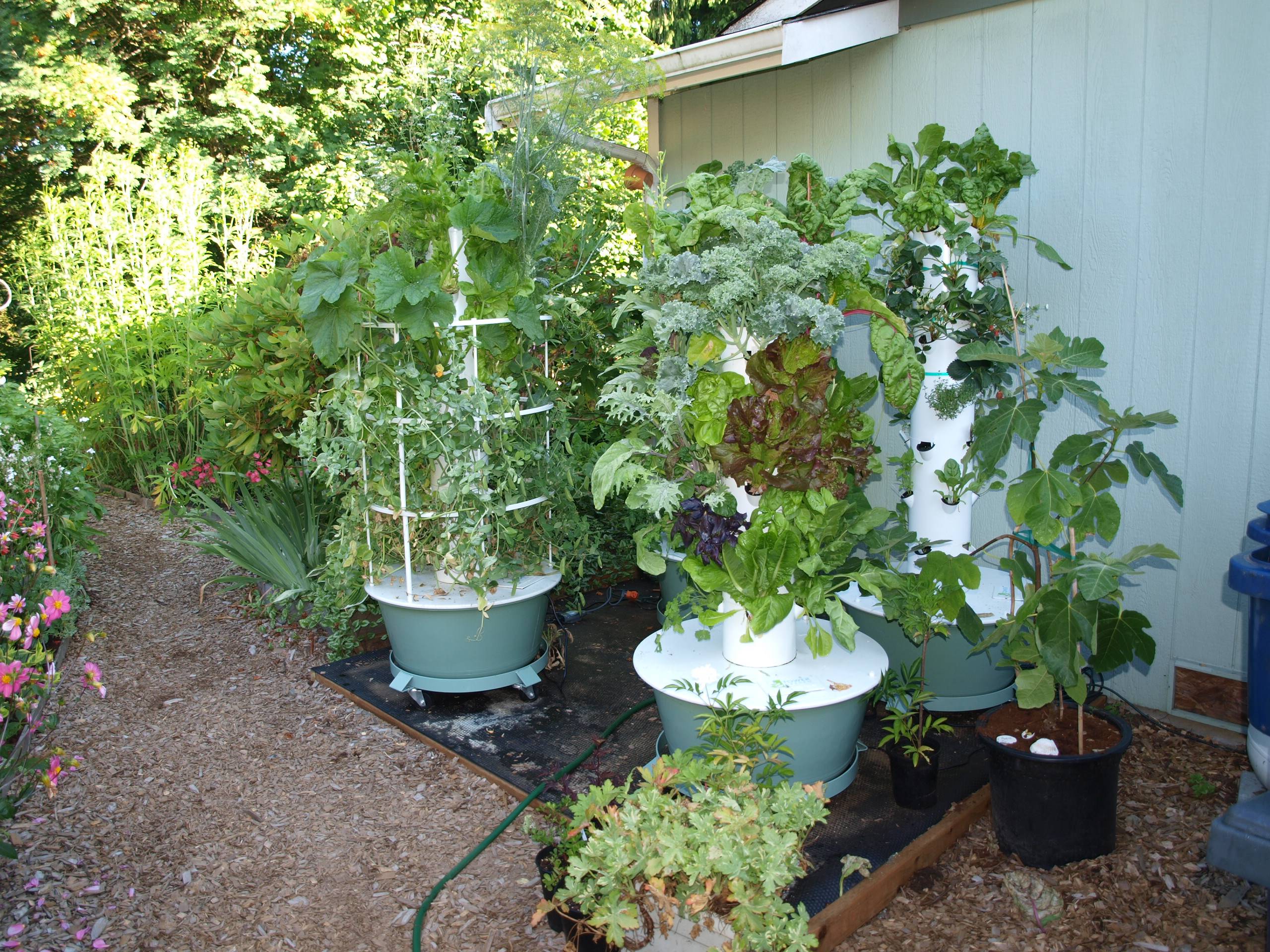 Growing Strawberry Plants