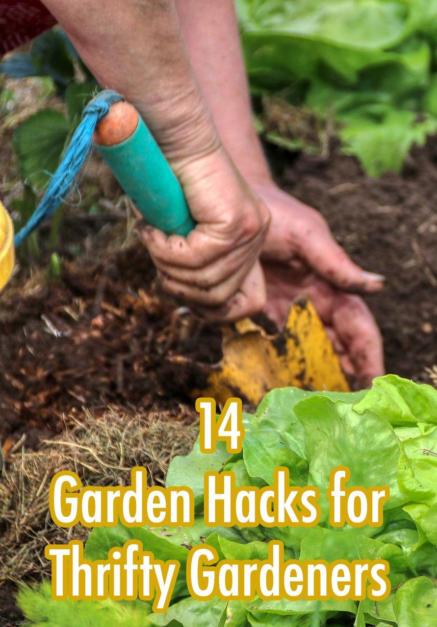 19 Gardening Tips And Hacks Ideas You Must Look | SharonSable