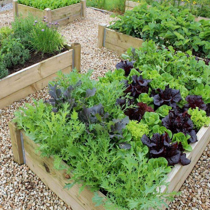 22 Raised Bed Vegetable Gardening for Beginners Ideas You Must Look ...