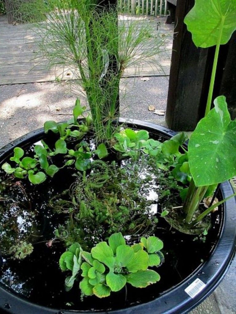 12 DIY Container Water Garden Ideas To Try This Year | SharonSable