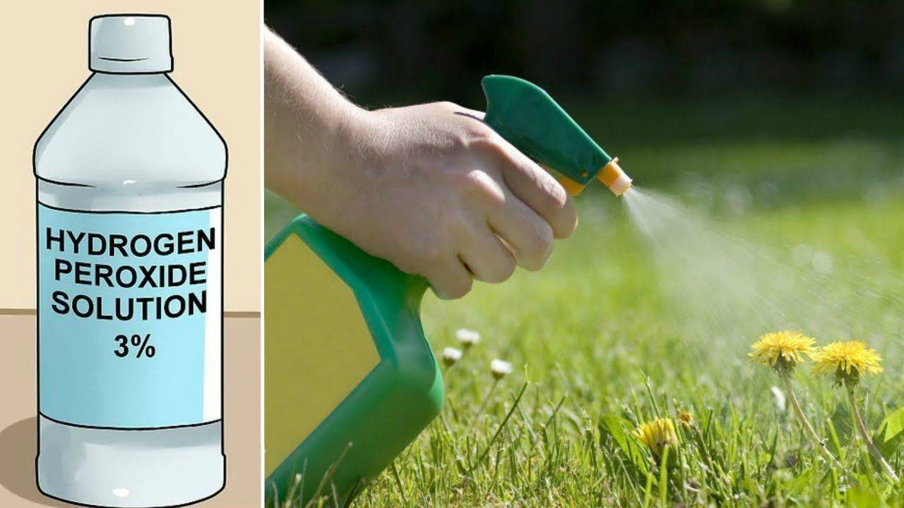 24 Hydrogen Peroxide In The Garden Ideas You Gonna Love | SharonSable