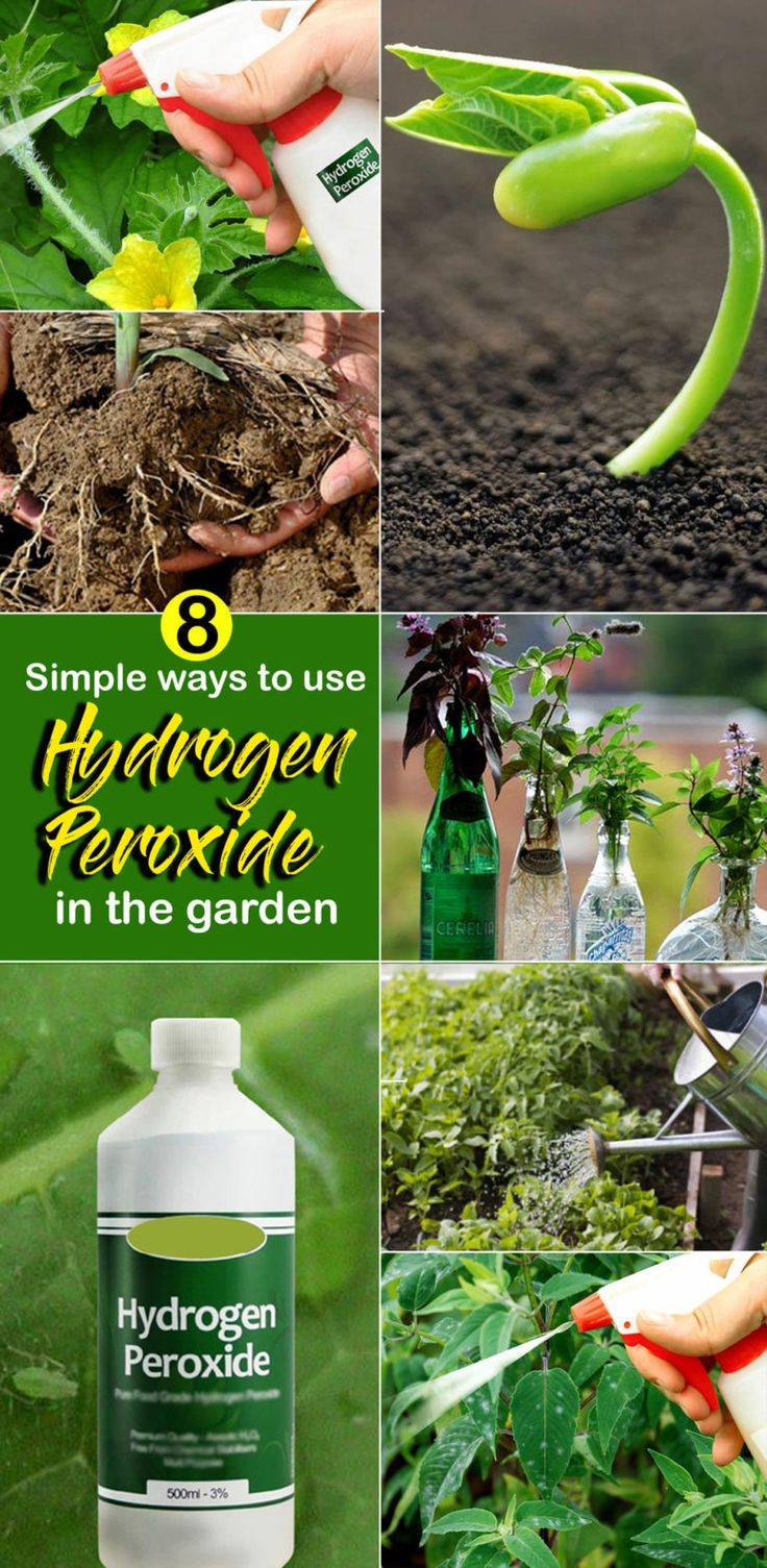 24 Hydrogen Peroxide In The Garden Ideas You Gonna Love | SharonSable