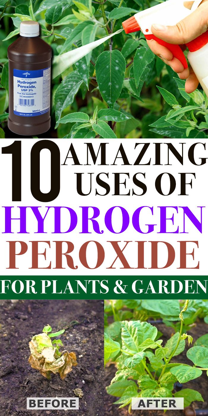 24 Hydrogen Peroxide In The Garden Ideas You Gonna Love | SharonSable