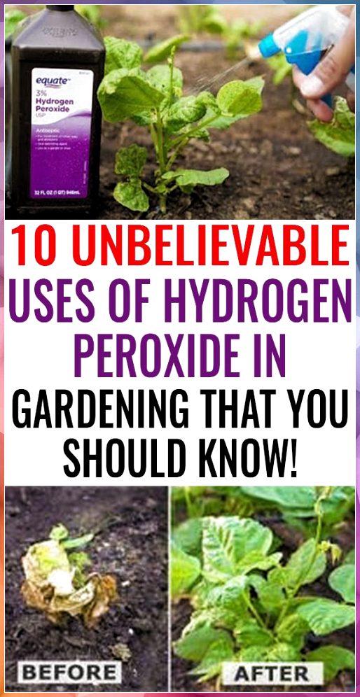 23 Hydrogen Peroxide Use In The Garden Ideas Worth A Look | SharonSable