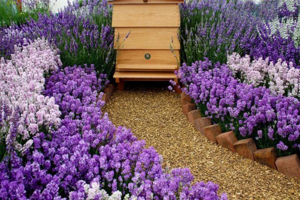 17 Honey Bee Friendly Garden Ideas For This Year | SharonSable