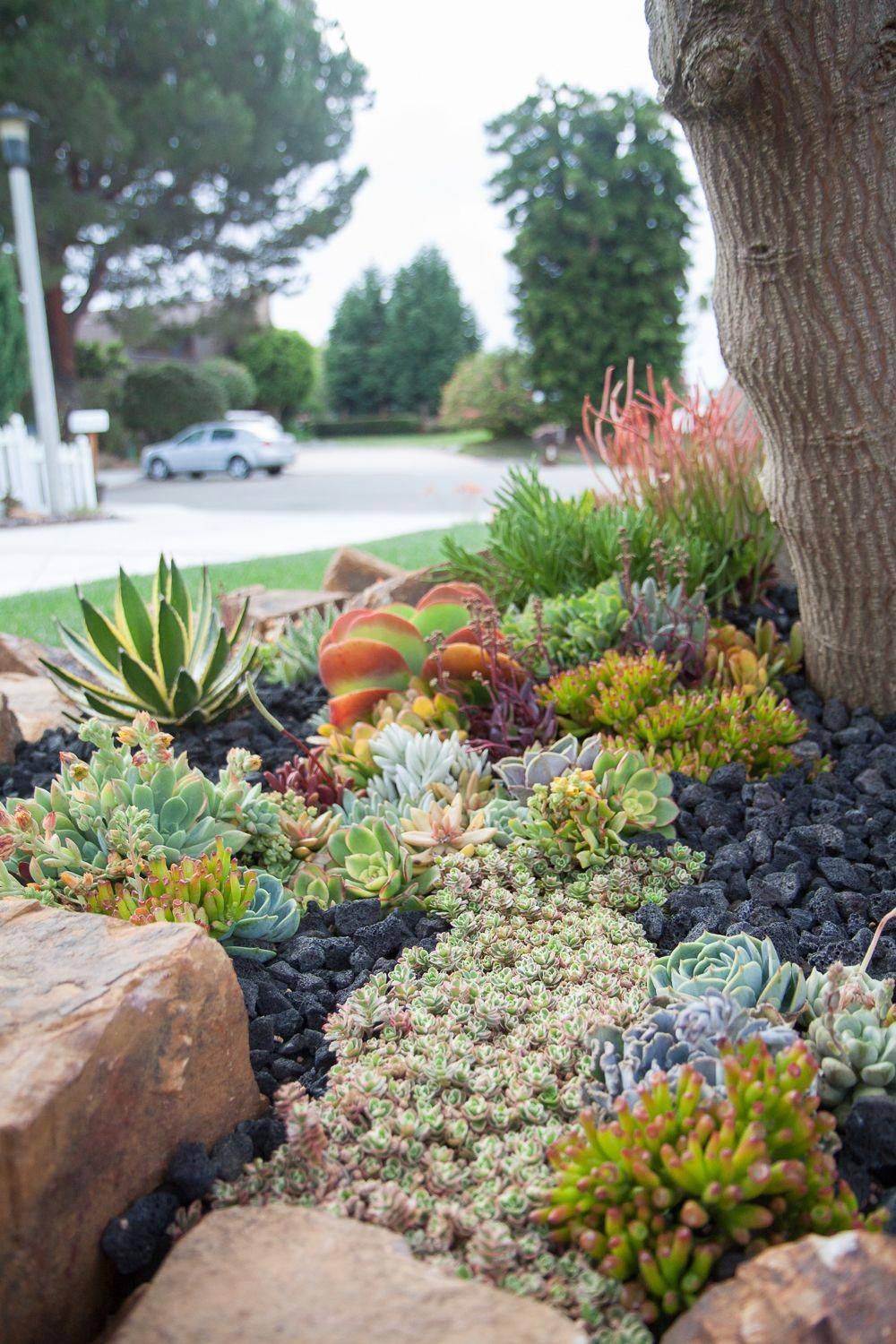 22 Designing a Succulent Rock Garden Ideas You Cannot Miss | SharonSable