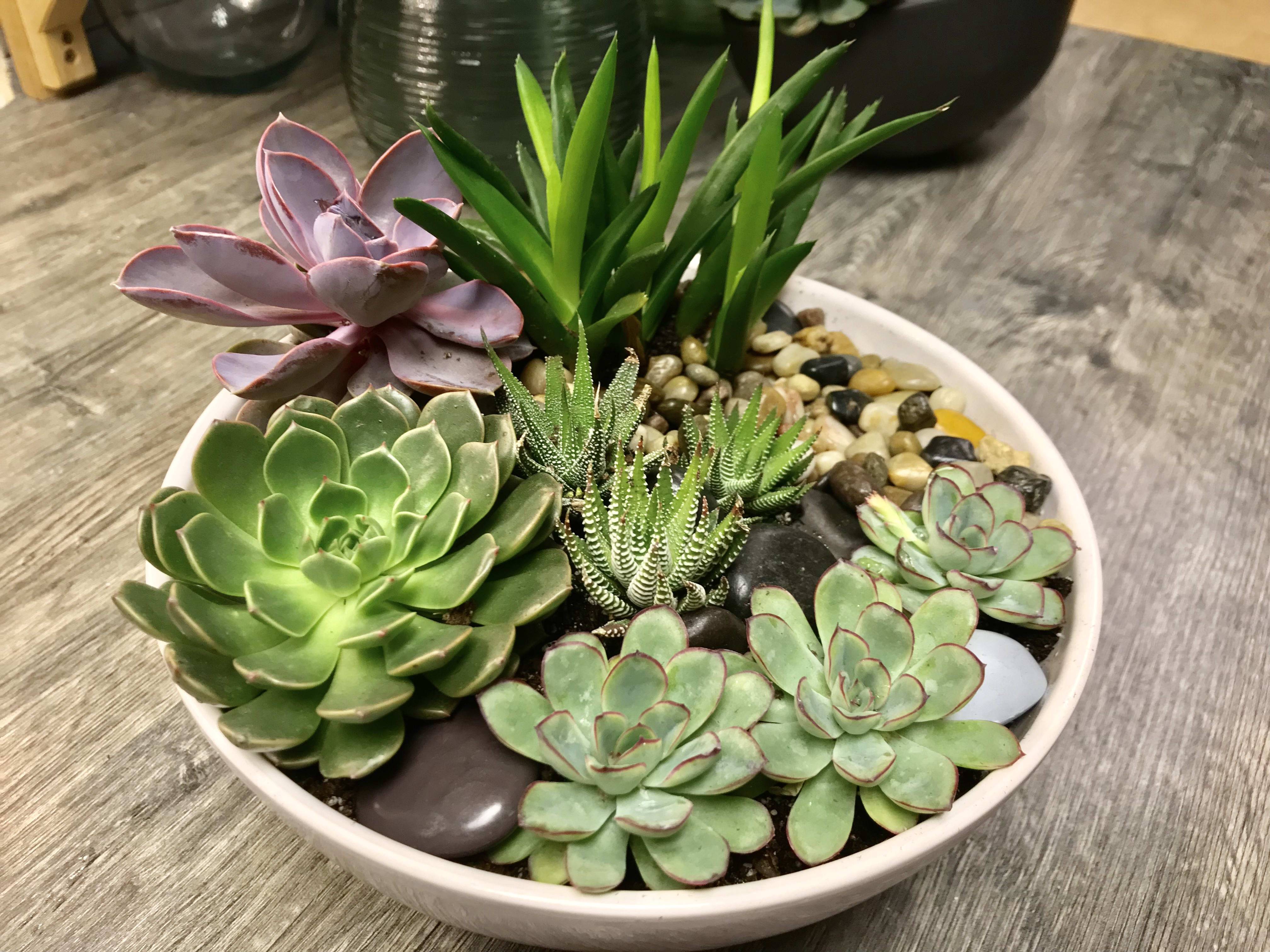 22 Succulent Dish Garden Plant Ideas To Consider Sharonsable