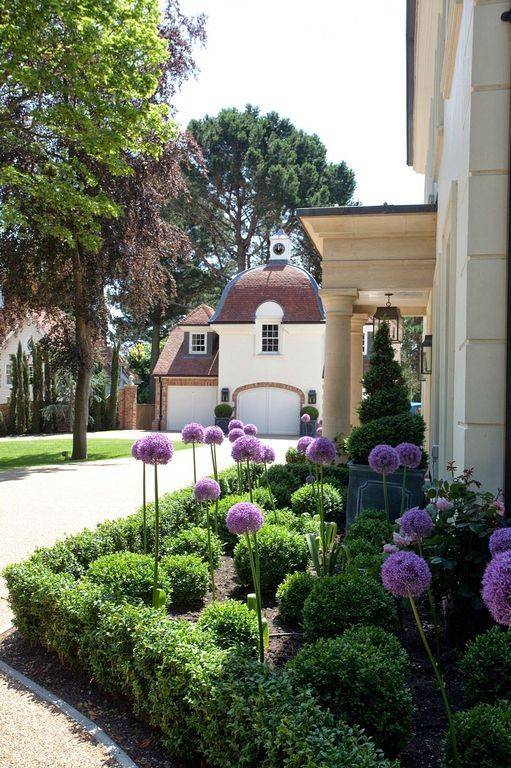 Italian Cypress Trees