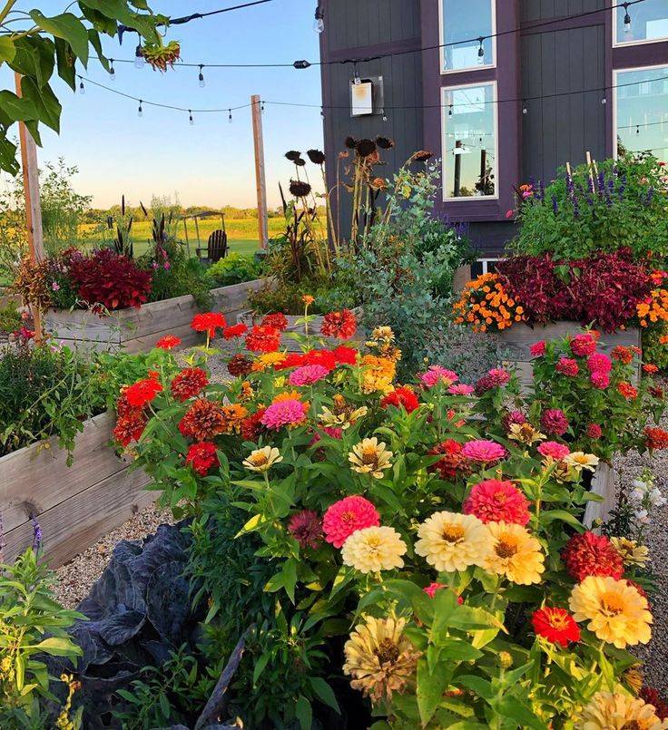 20 Zinnia Garden Design Ideas To Try This Year SharonSable