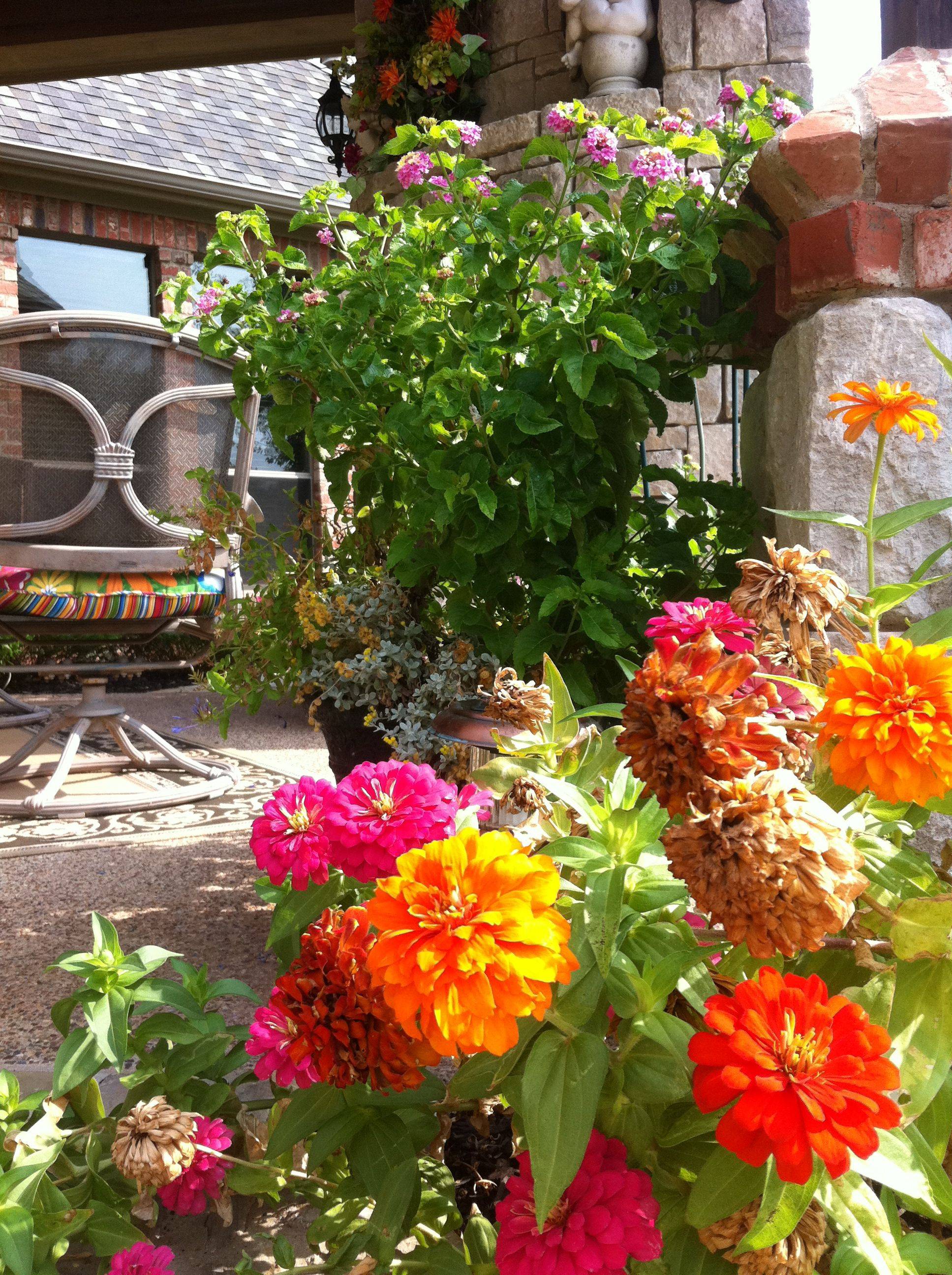 20 Zinnia Garden Design Ideas To Try This Year SharonSable