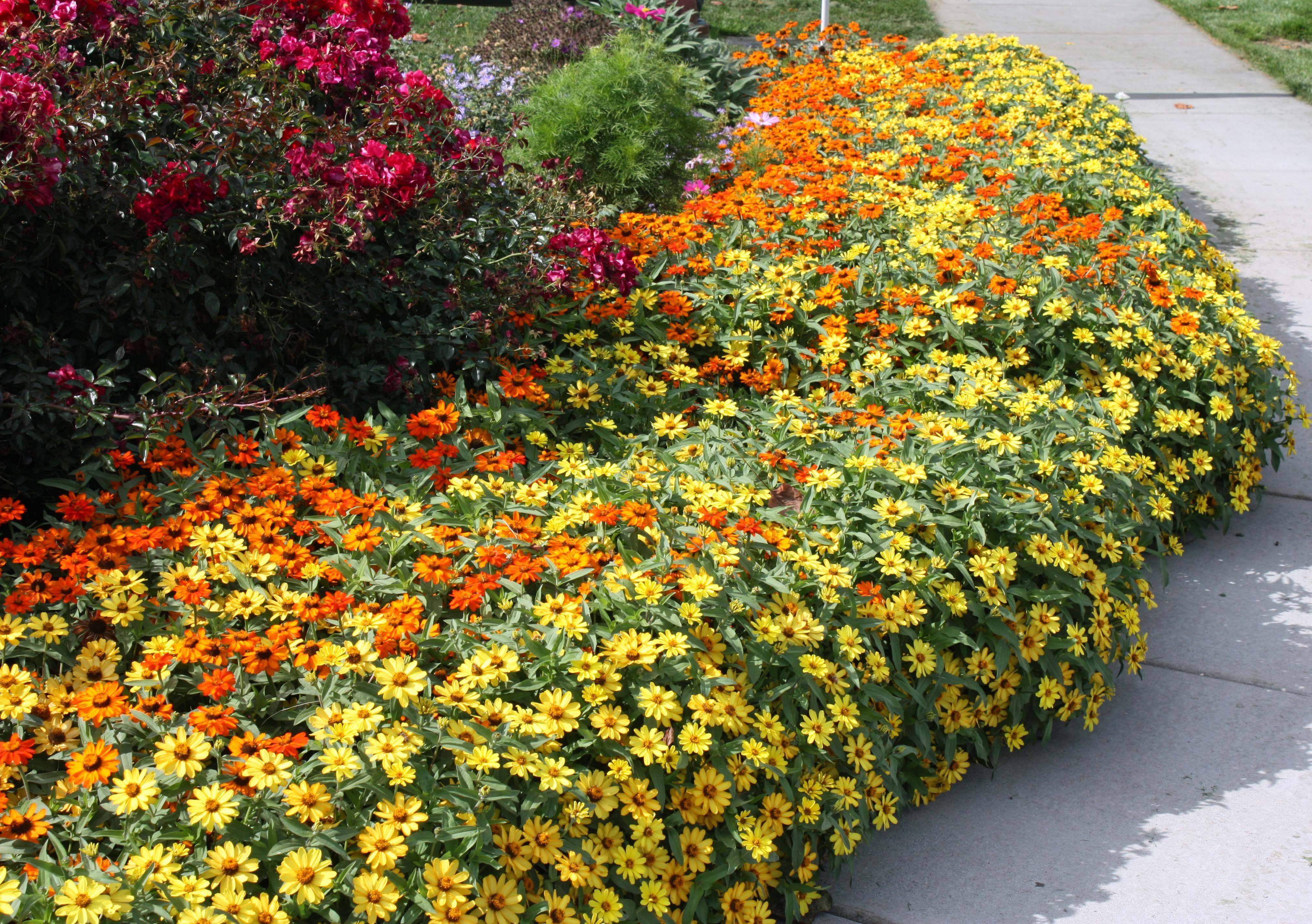 20 Zinnia Garden Design Ideas To Try This Year SharonSable