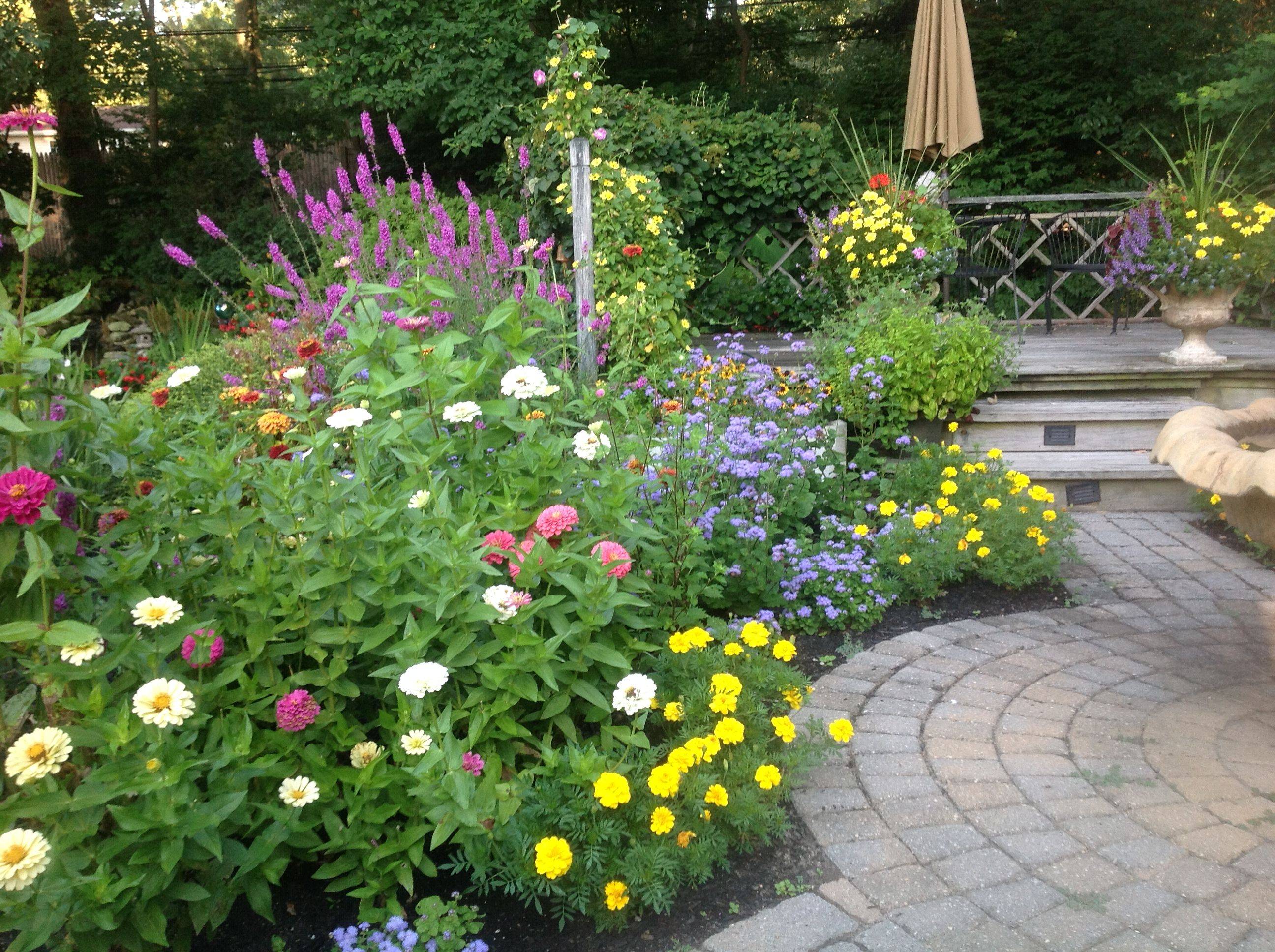 20 Zinnia Garden Design Ideas To Try This Year SharonSable