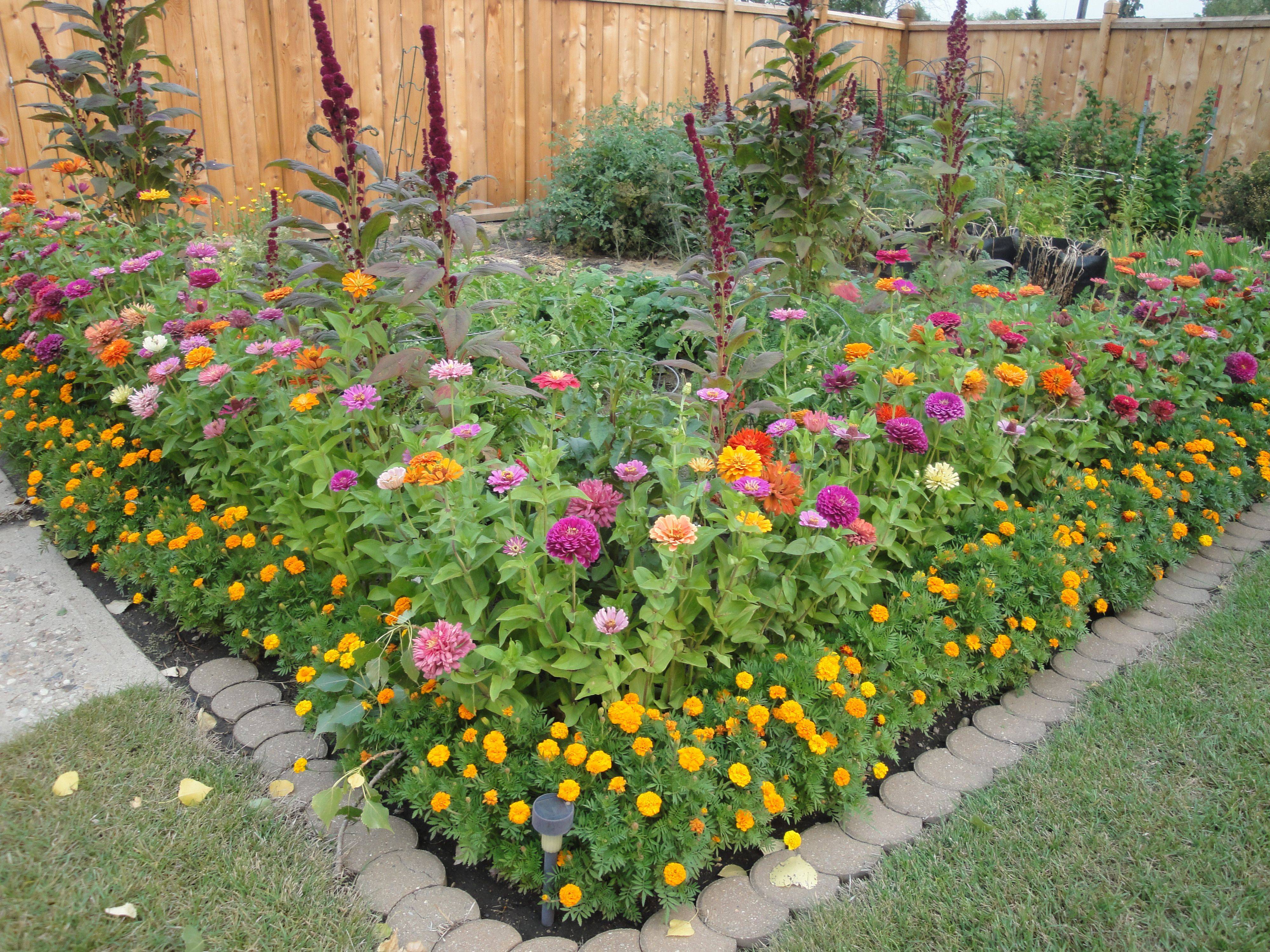 20 Zinnia Garden Design Ideas To Try This Year SharonSable