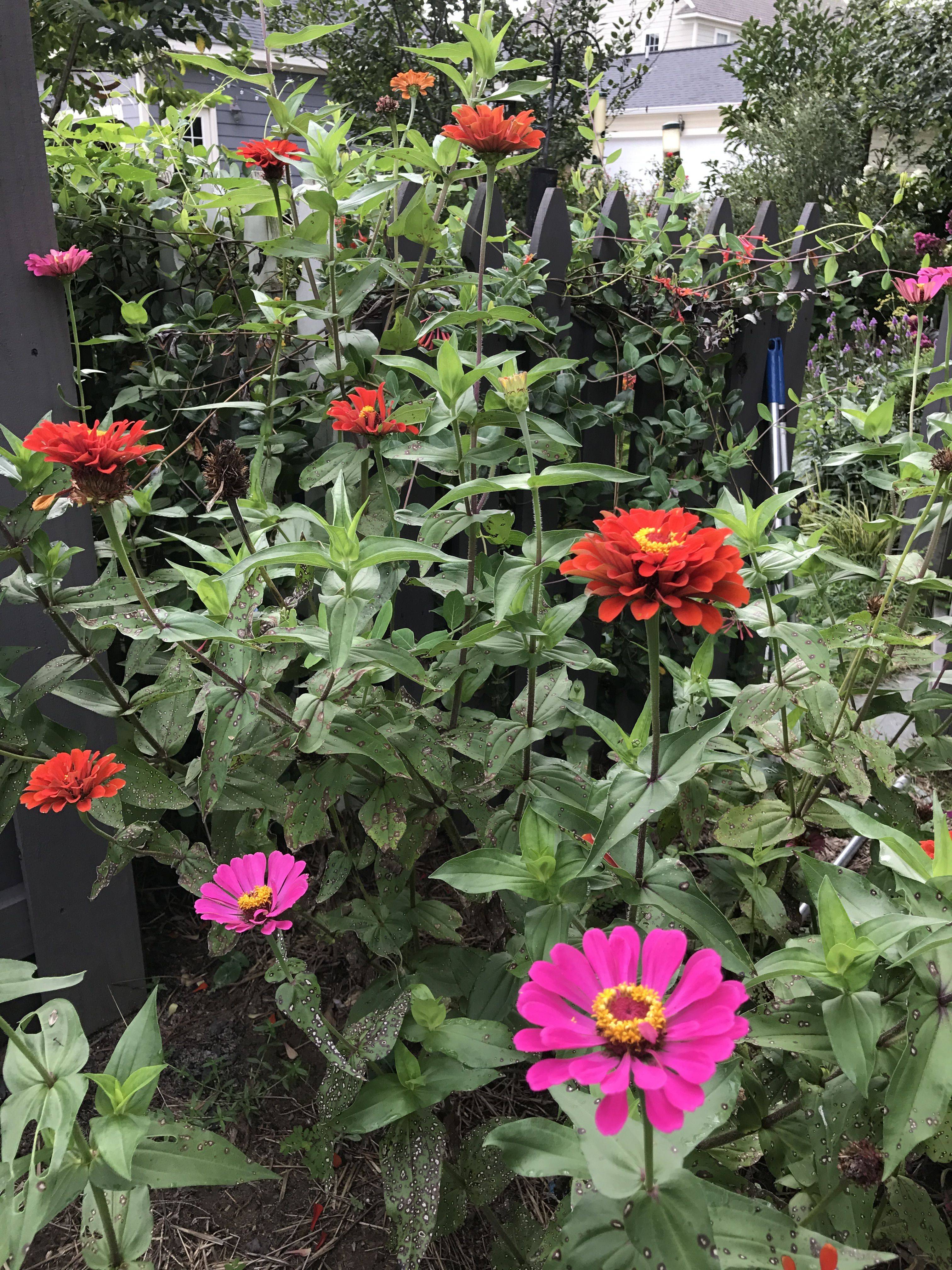 20 Zinnia Garden Design Ideas To Try This Year SharonSable