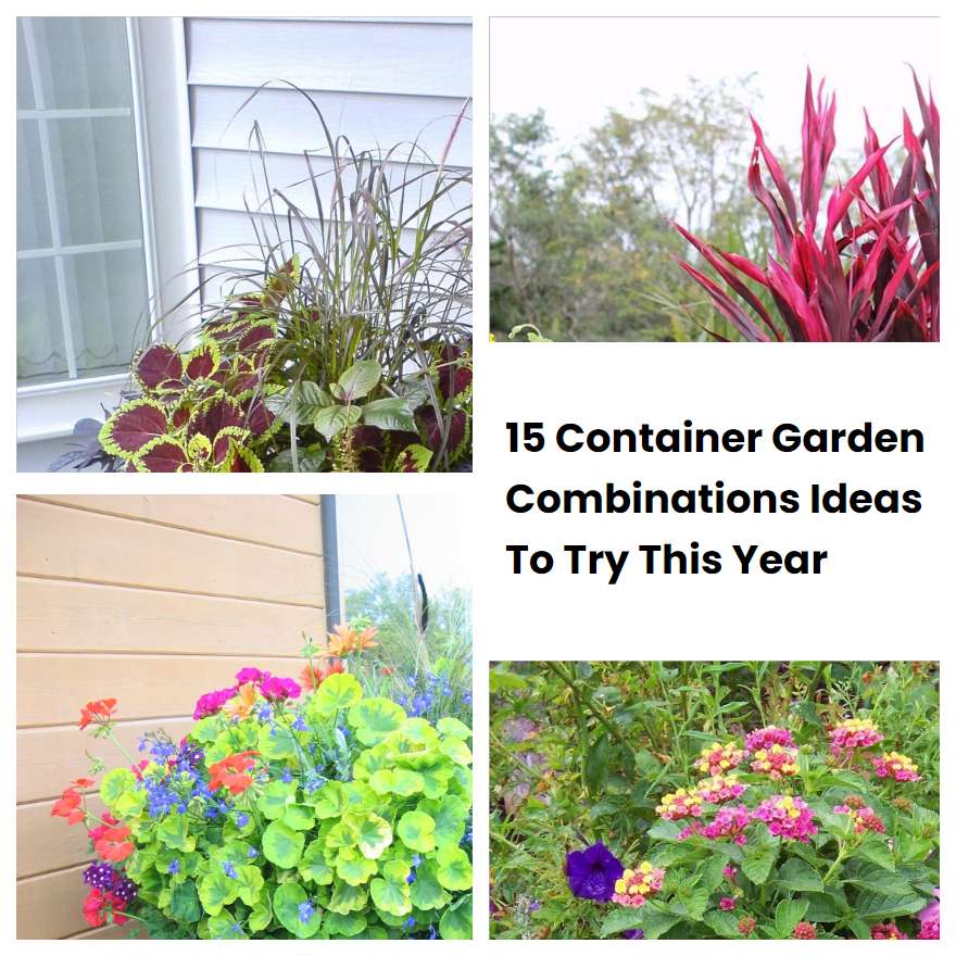 15 Container Garden Combinations Ideas To Try This Year 