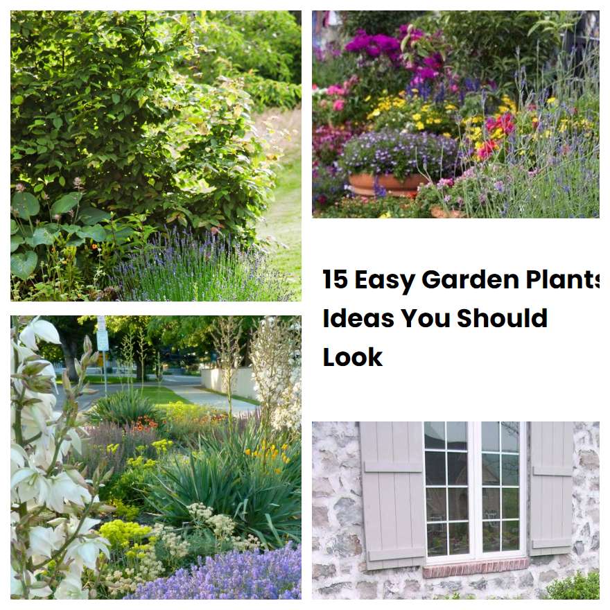 15 Easy Garden Plants Ideas You Should Look | SharonSable