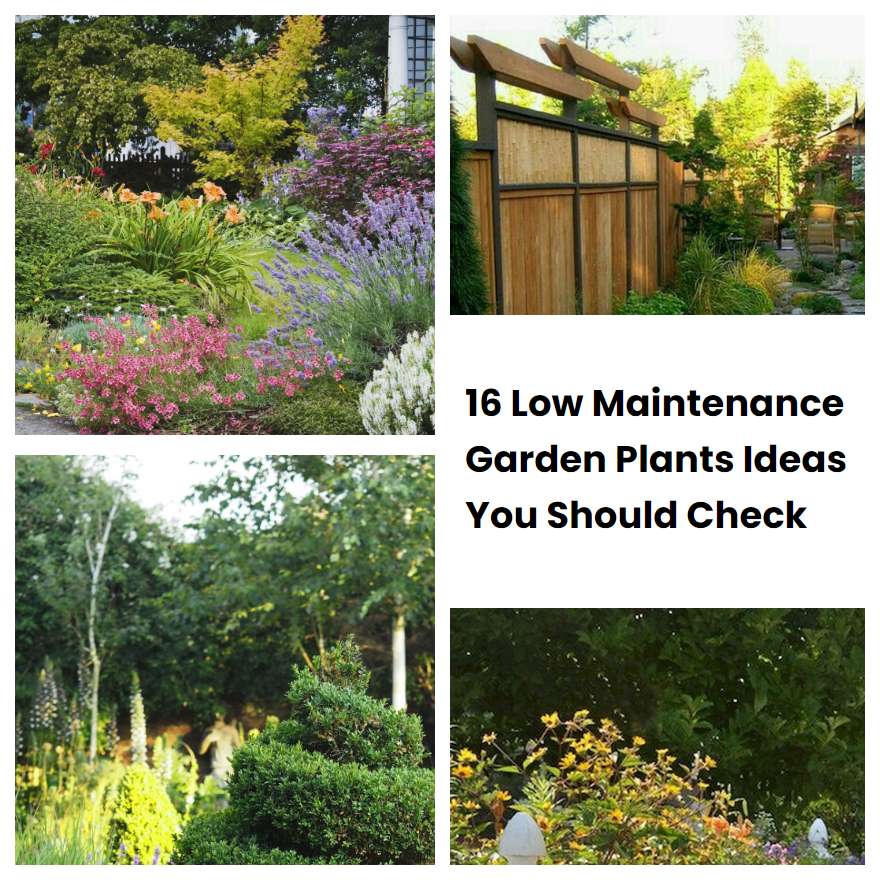 16 Low Maintenance Garden Plants Ideas You Should Check | SharonSable