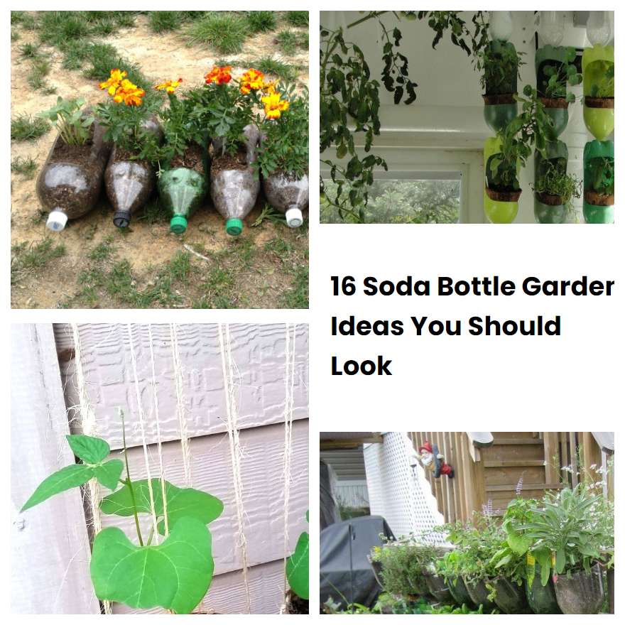 16 Soda Bottle Garden Ideas You Should Look | SharonSable