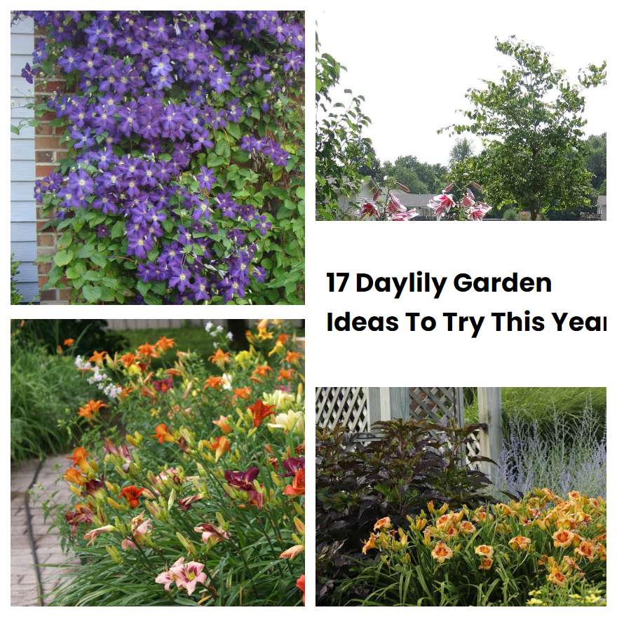 17 Daylily Garden Ideas To Try This Year | SharonSable