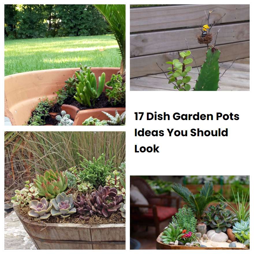 17 Dish Garden Pots Ideas You Should Look