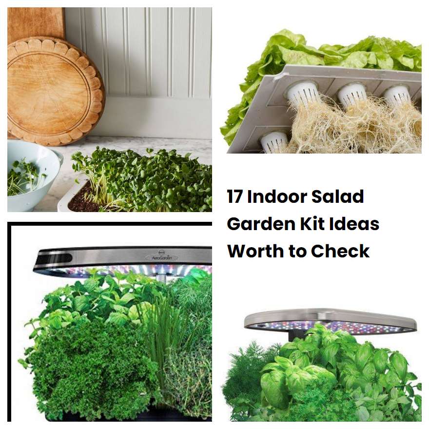 17 Indoor Salad Garden Kit Ideas Worth To Check | SharonSable