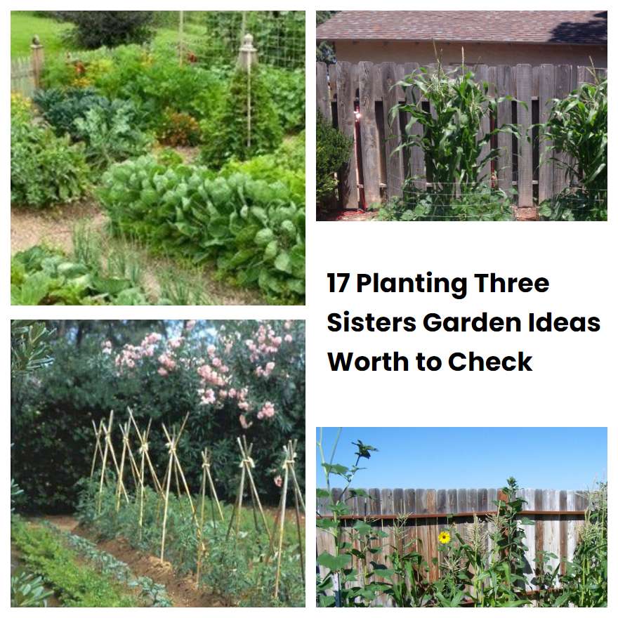 17 Planting Three Sisters Garden Ideas Worth to Check | SharonSable