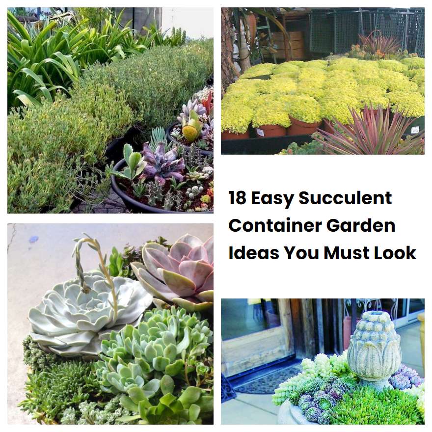 18 Easy Succulent Container Garden Ideas You Must Look Sharonsable