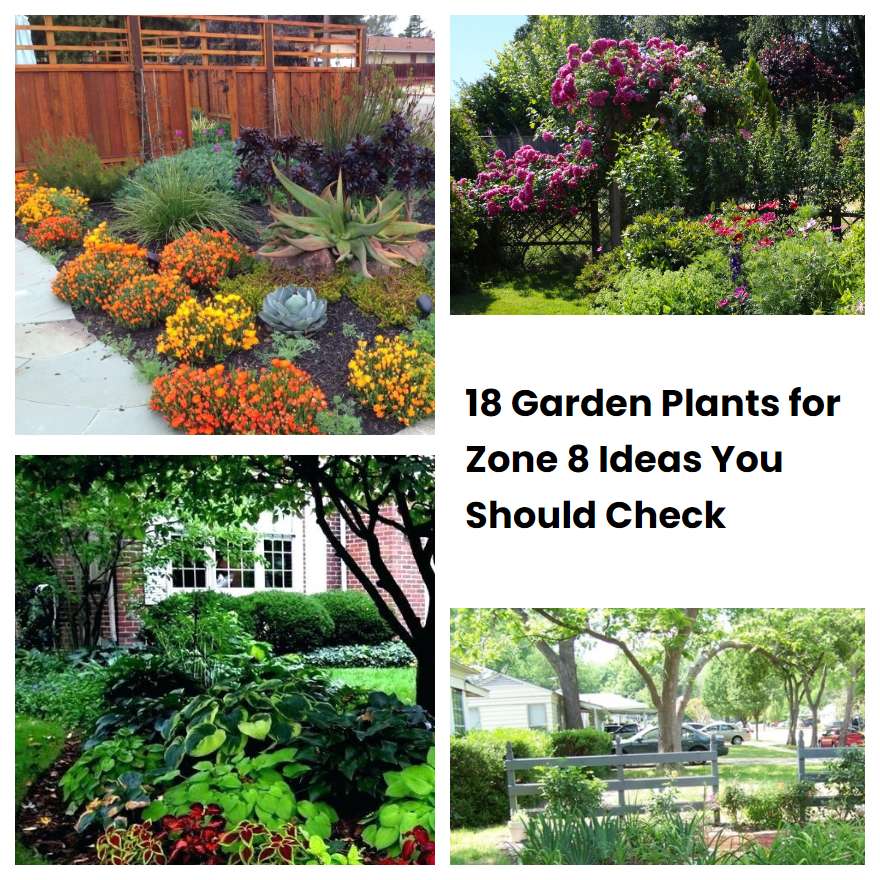 18 Garden Plants for Zone 8 Ideas You Should Check SharonSable