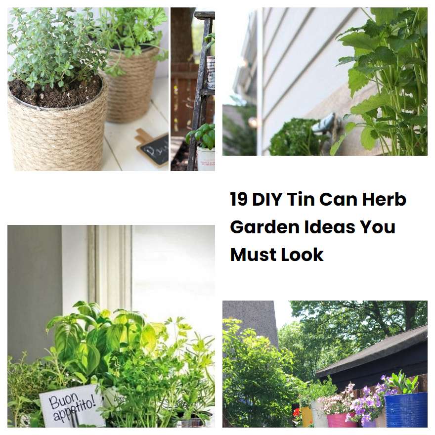 19 DIY Tin Can Herb Garden Ideas You Must Look | SharonSable