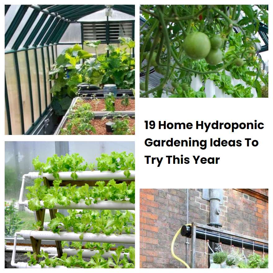 19 Home Hydroponic Gardening Ideas To Try This Year Sharonsable 1400