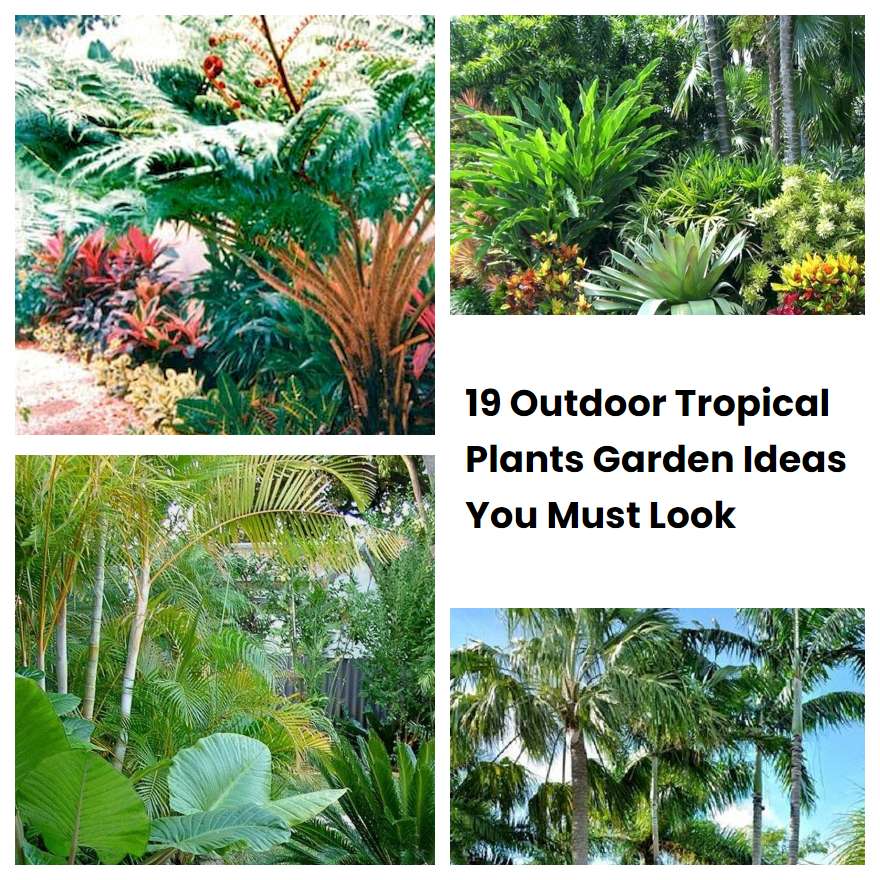 19 Outdoor Tropical Plants Garden Ideas You Must Look | SharonSable