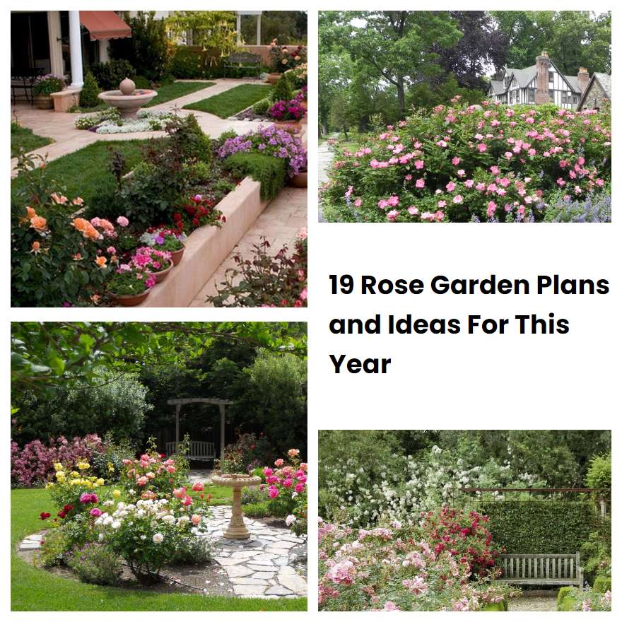 19 Rose Garden Plans and Ideas For This Year | SharonSable