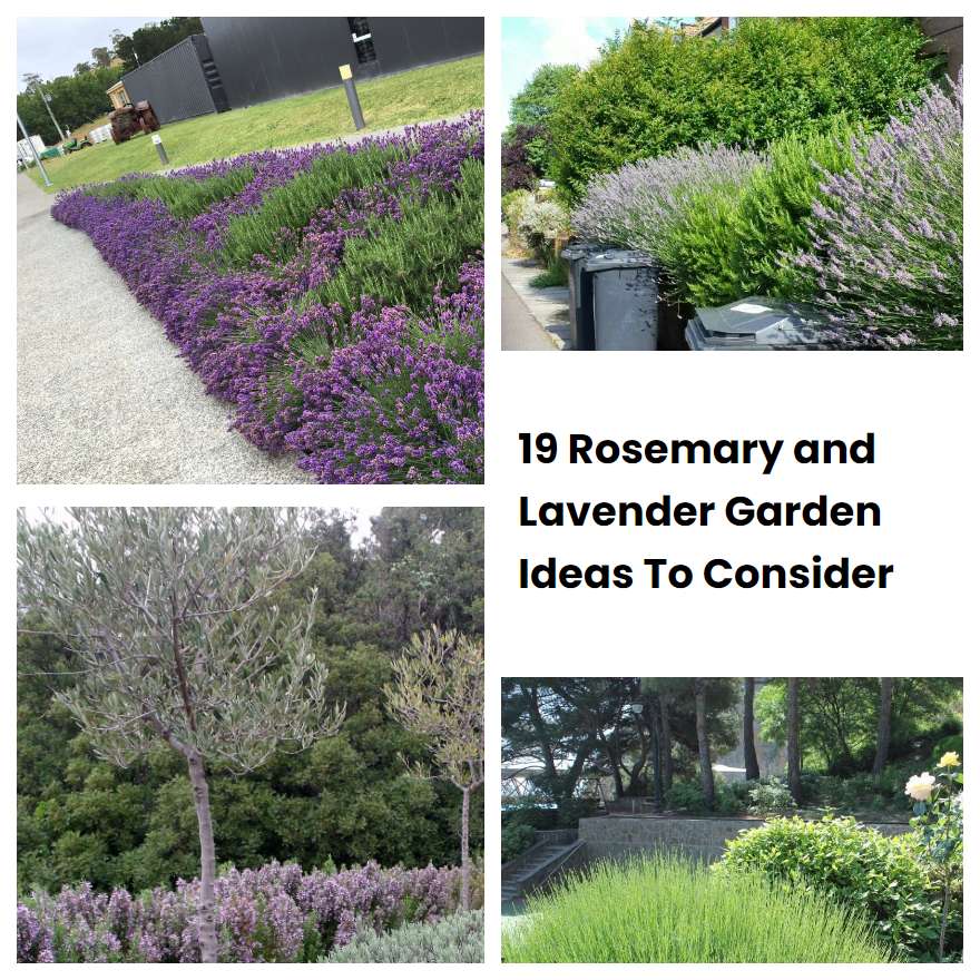 19 Rosemary and Lavender Garden Ideas To Consider | SharonSable