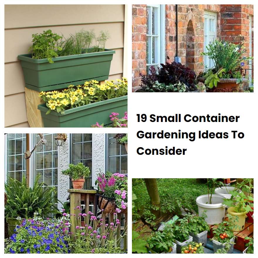 19 Small Container Gardening Ideas To Consider | SharonSable