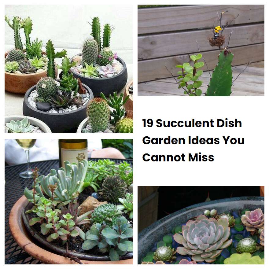 19 Succulent Dish Garden Ideas You Cannot Miss | SharonSable