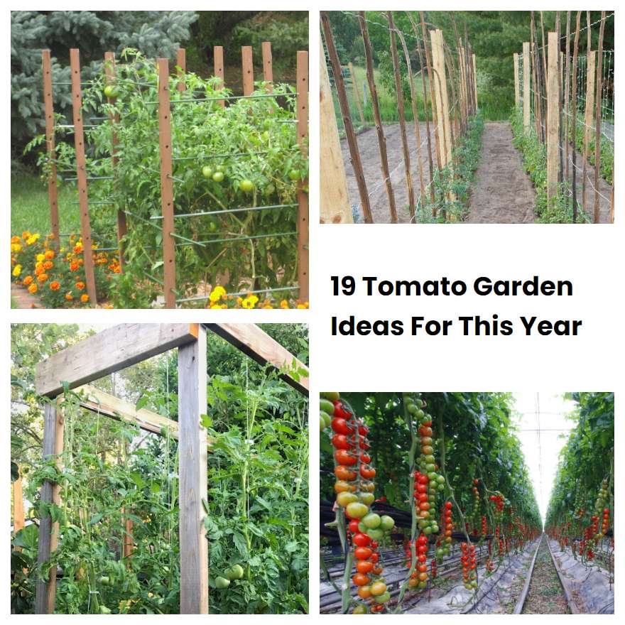 19 Tomato Garden Ideas For This Year | SharonSable