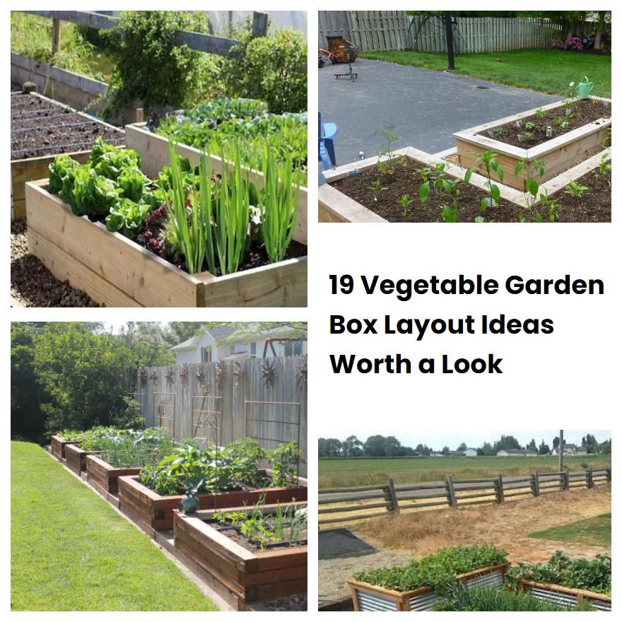 19 Vegetable Garden Box Layout Ideas Worth a Look | SharonSable