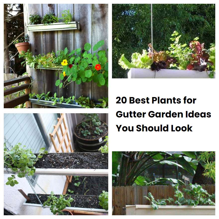 20 Best Plants for Gutter Garden Ideas You Should Look | SharonSable