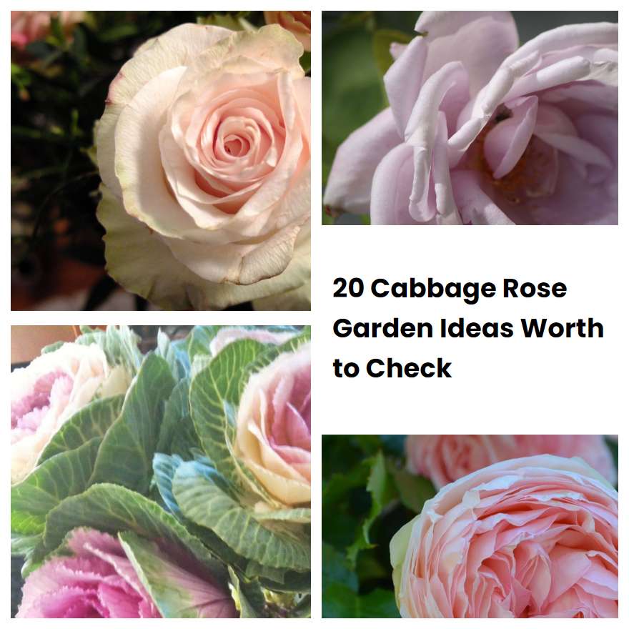 20 Cabbage Rose Garden Ideas Worth to Check | SharonSable