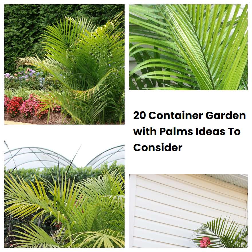 20 Container Garden With Palms Ideas To Consider 