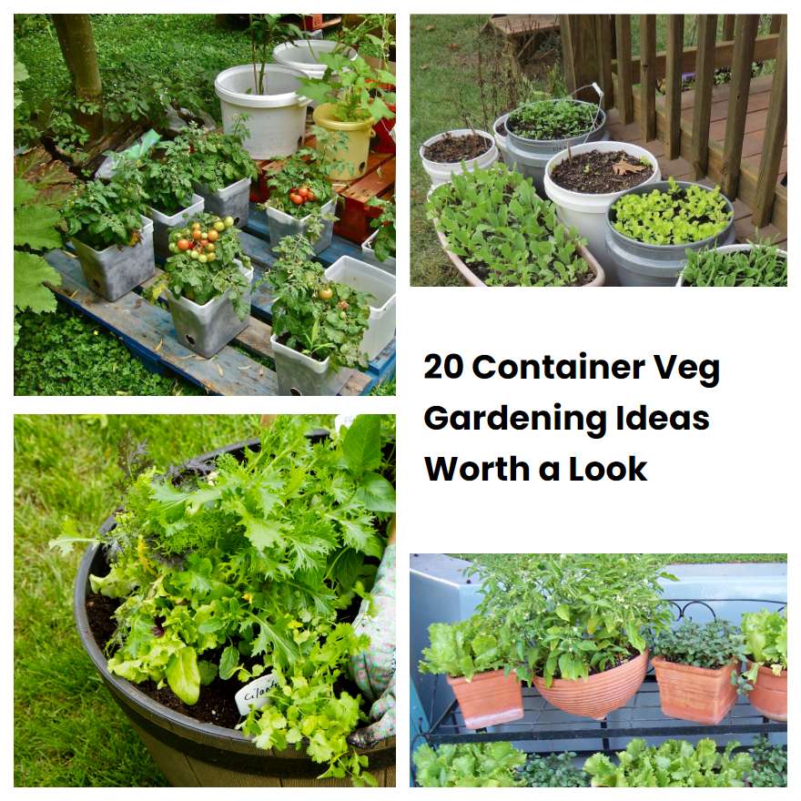 20 Container Veg Gardening Ideas Worth a Look