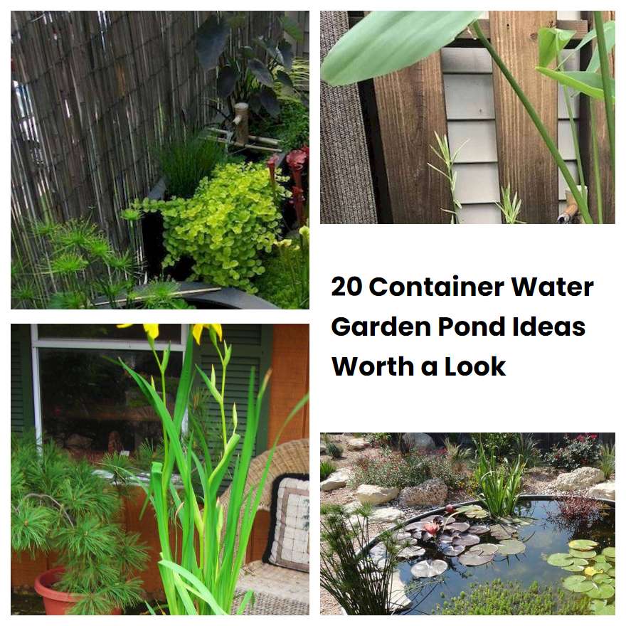 20 Container Water Garden Pond Ideas Worth a Look | SharonSable